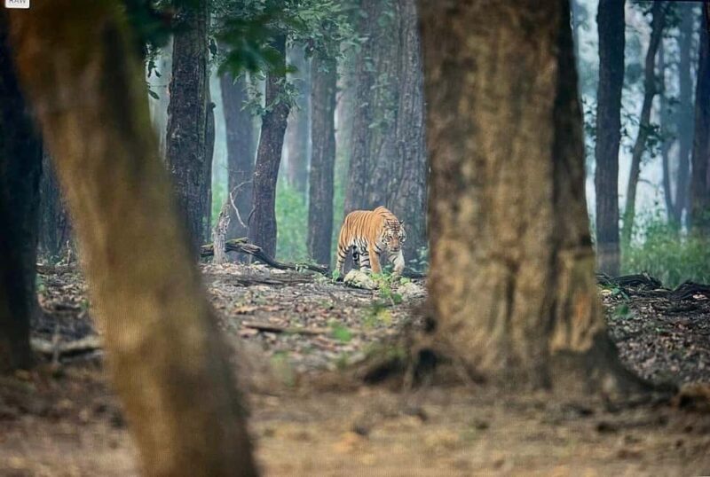 From Jaipur: 2-Day Ranthambore Tiger Safari with transfers - Final Thoughts: Is This Tour Worth It?