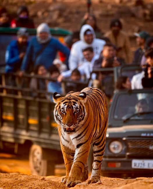 From Jaipur : 2 Days 1 Night Ranthambore Tiger Safari Tour - The Itinerary: What You Can Expect