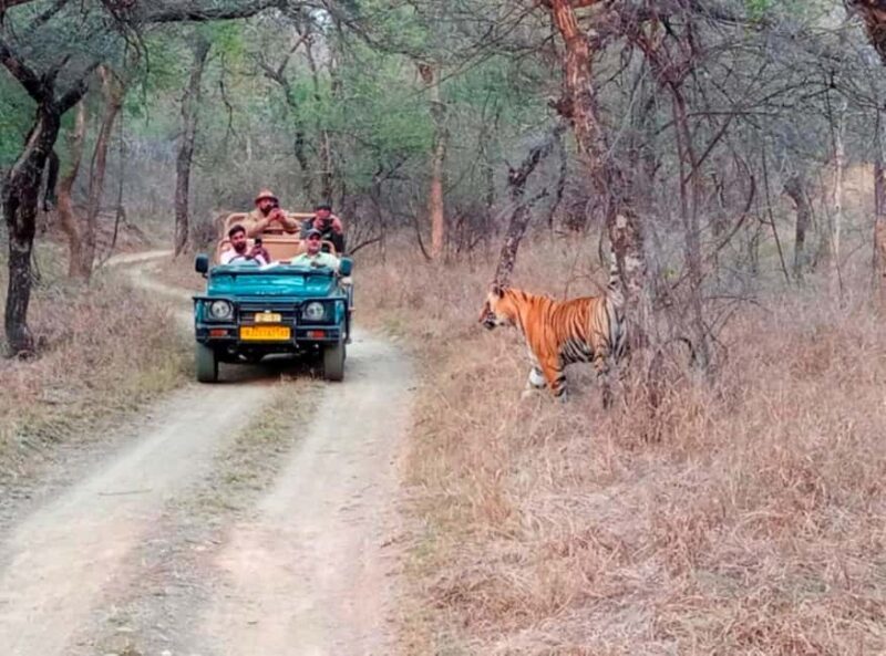 From Jaipur : 2 Days 1 Night Ranthambore Tiger Safari Tour - Real-World Insights from Travelers