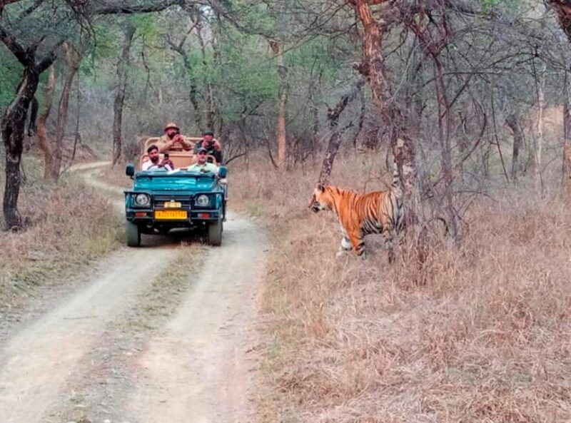 From Jaipur : 2 Days 1 Night Ranthambore Tiger Safari Tour - FAQ