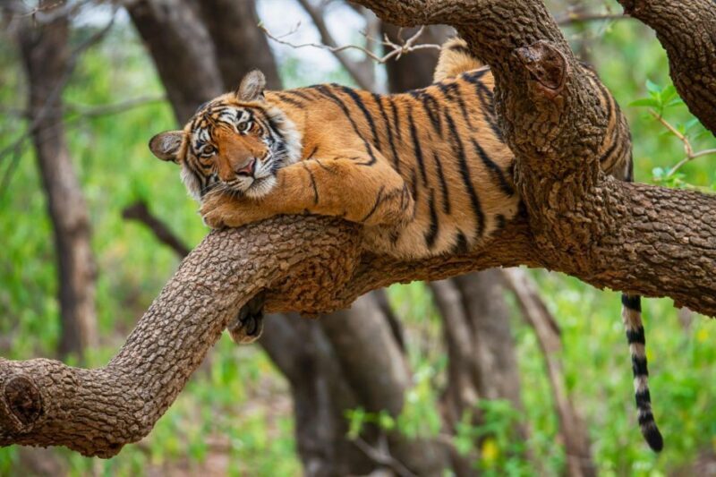 From Jaipur: 2 Days 1 Night Ranthambore Tiger Safari Tour - Hotel Stays: Comfort vs. Cost