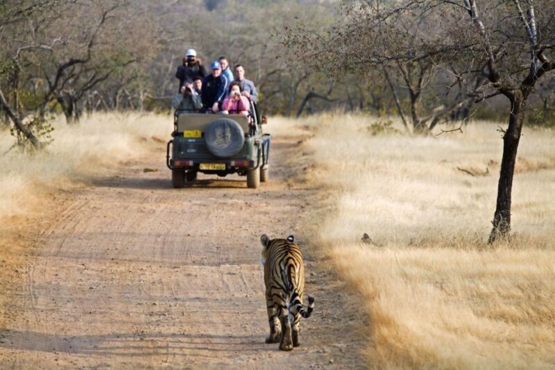 From Jaipur: 2 Days 1 Night Ranthambore Tiger Safari Tour - Pricing & Value: Is it Worth It?
