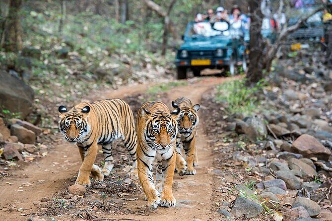 From Jaipur: 2 Days Private Tour of Ranthanbore Tigers Safari - What’s Included and What to Consider
