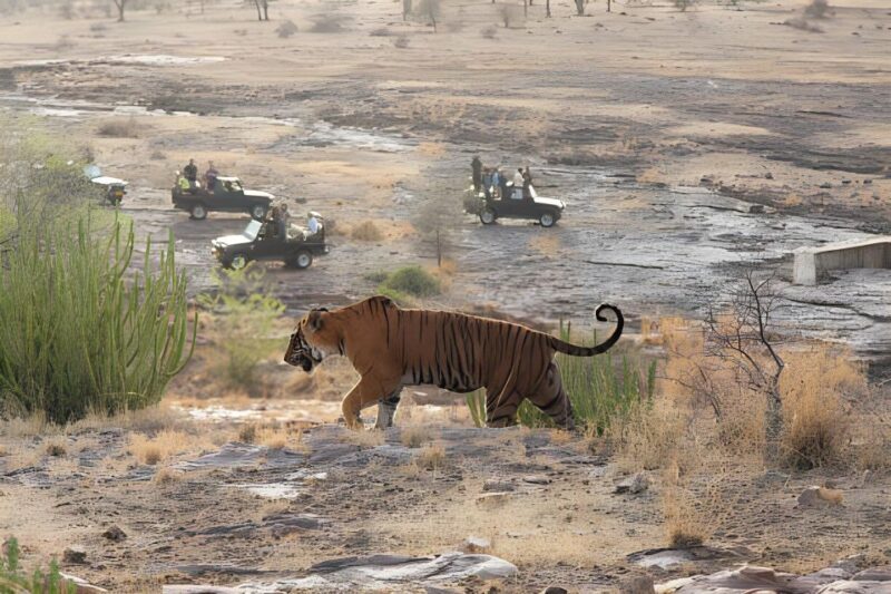 From Jaipur : 2 Days Ranthambore Tiger Safari Tour By Car - Potential Drawbacks and Considerations