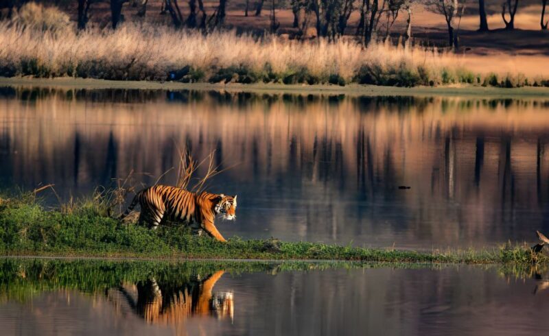 From Jaipur : 2 Days Ranthambore Tiger Safari Tour By Car - The Sum Up