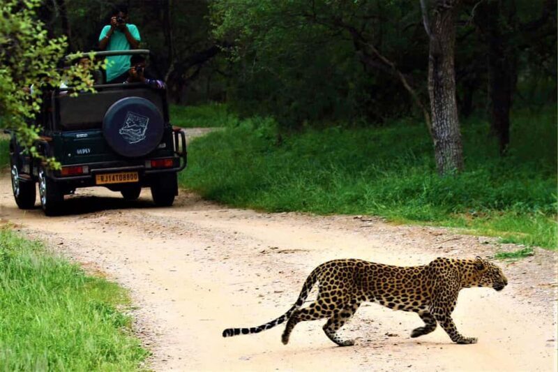 From Jaipur: 3-Day Jaipur and Ranthambore Tour with Safari - The Sum Up