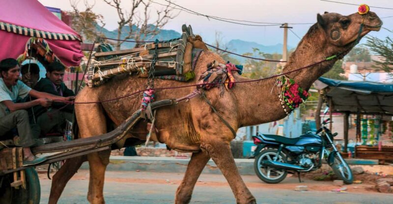 From Jaipur : Ajmer Pushkar Private Tour by Cab with Guide - The Value of This Tour