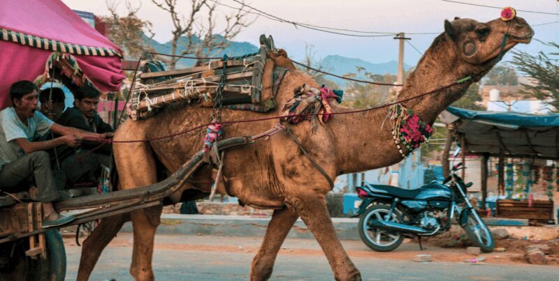 From Jaipur : Ajmer Pushkar Private Tour by Cab with Guide - Final Thoughts: Who is This Tour Best For?
