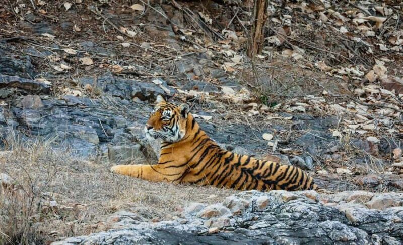 From Jaipur All-Inclusive Ranthambore Tiger Safari Day Tour - Key Points