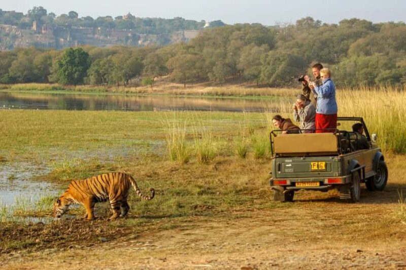 From Jaipur: Explore Ranthambore on a Tiger Safari Day Trip - From Jaipur: Explore Ranthambore on a Tiger Safari Day Trip