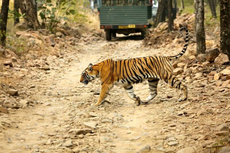 From Jaipur: One Day Trip to Ranthambore Tiger Safari - Detailed Review of the Ranthambore Day Trip from Jaipur