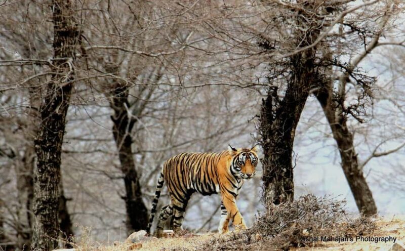 From Jaipur: One Day Trip to Ranthambore Tiger Safari - FAQ