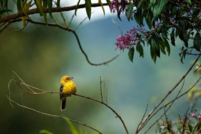 From Jaipur: One Day Trip to Ranthambore Tiger Safari - Final Thoughts