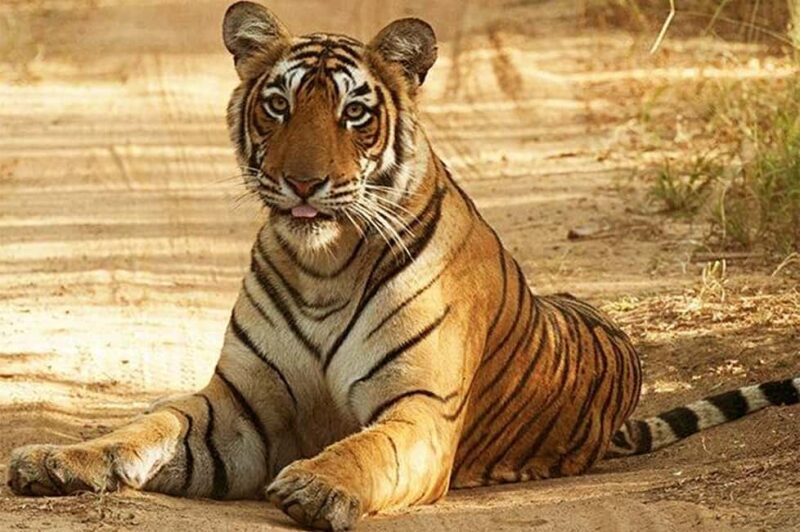 From Jaipur: Praivte Ranthambore Tour By Jeep Canter Safari - The Experience in Detail