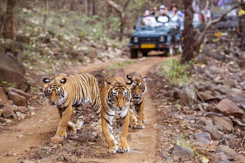 From Jaipur: Praivte Ranthambore Tour By Jeep Canter Safari - What We Like About This Tour