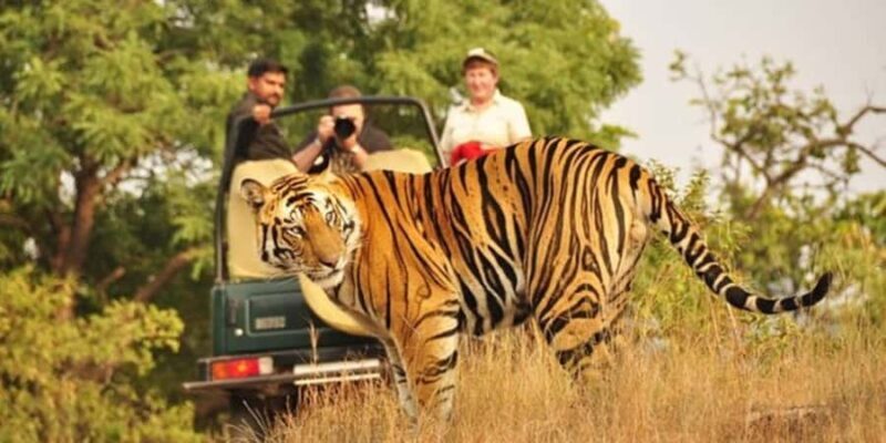 From Jaipur: Private Ranthambore Park Trip with Tiger Safari - An Overview of What to Expect