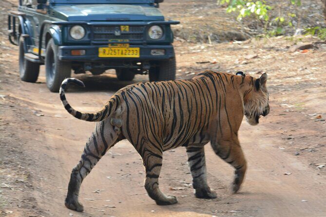 From Jaipur Ranthambore National Park Day Trip with Safari - What to Expect During the Safari