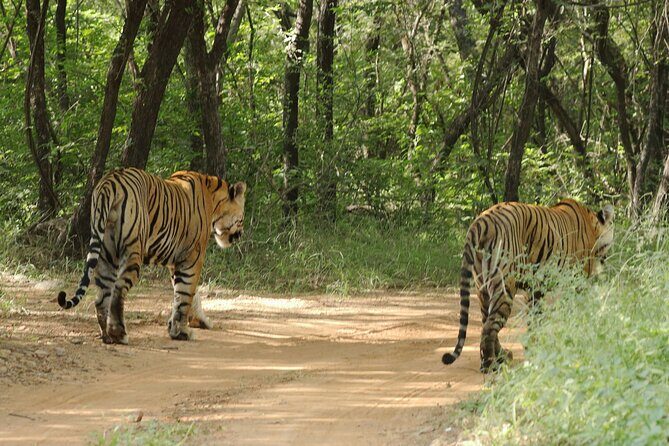 From Jaipur Ranthambore National Park Day Trip with Safari - Authentic Wildlife Encounters and the Realities