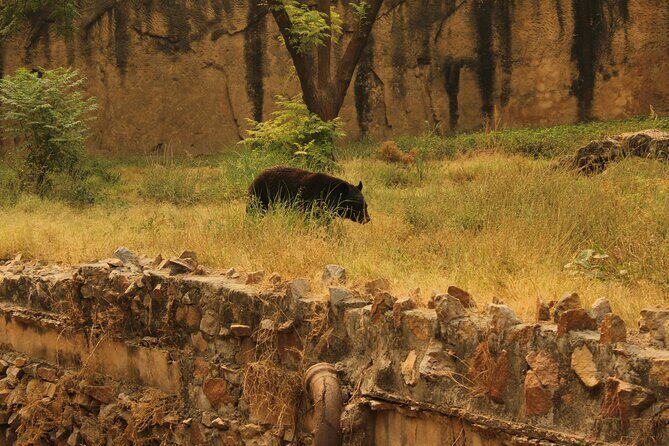 From Jaipur Ranthambore National Park Day Trip with Safari - Who Is This Tour Best For?