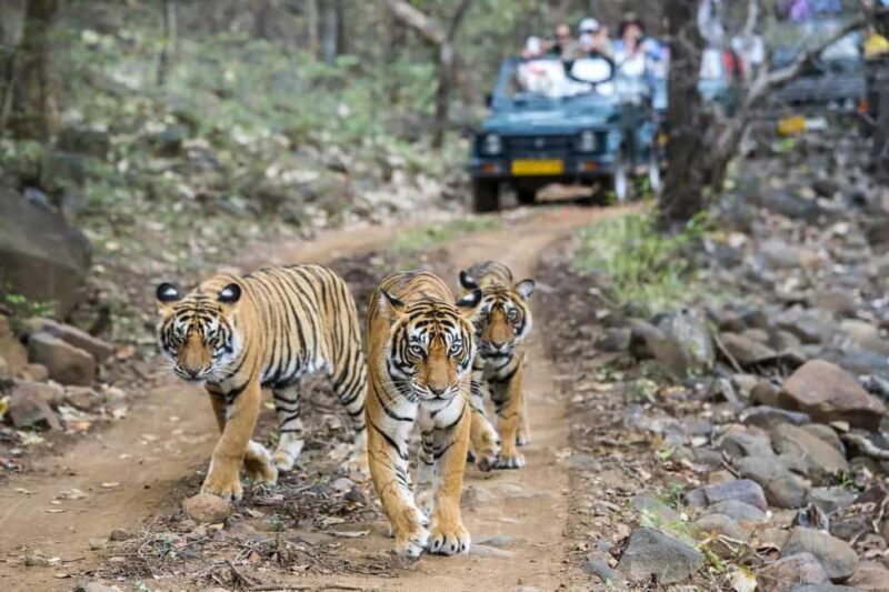 From Jaipur: Ranthambore National Park Day Trip with Safari - First Impressions: What to Expect from This Day Trip