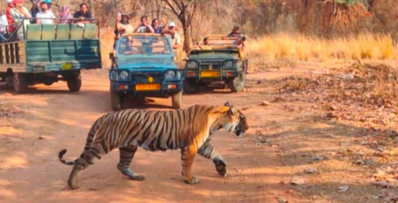 From Jaipur: Ranthambore National Park Day Trip with Safari - What to Expect on Your Ranthambore Day Trip from Jaipur  