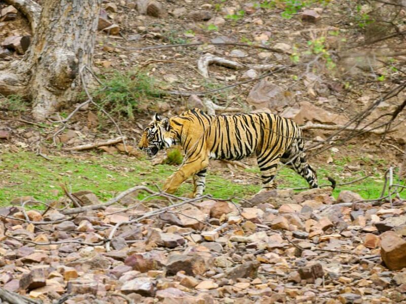 From Jaipur: Ranthambore National Park Day Trip with Safari - Things to Keep in Mind