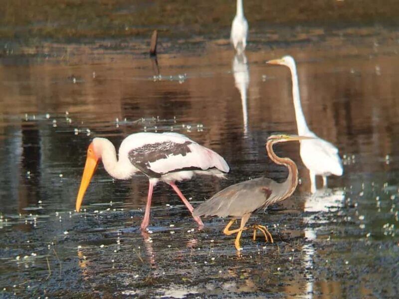 From Jaipur: Ranthambore National Park Day Trip with Safari - Final Thoughts