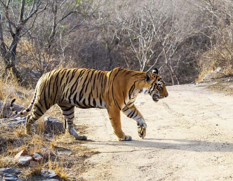 From Jaipur: Ranthambore National Park Day Trip with Safari - FAQs