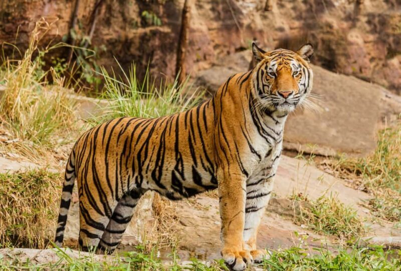 From Jaipur: Ranthambore National Park Day Trip with Safari - Key Points