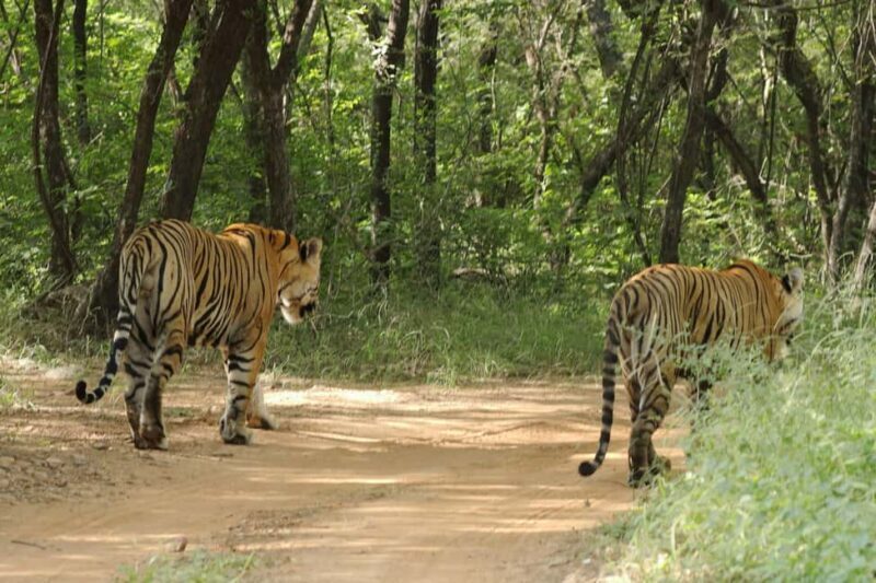 From Jaipur: Ranthambore National Park Day Trip with Safari - The Full Experience: An In-Depth Look at the Tour