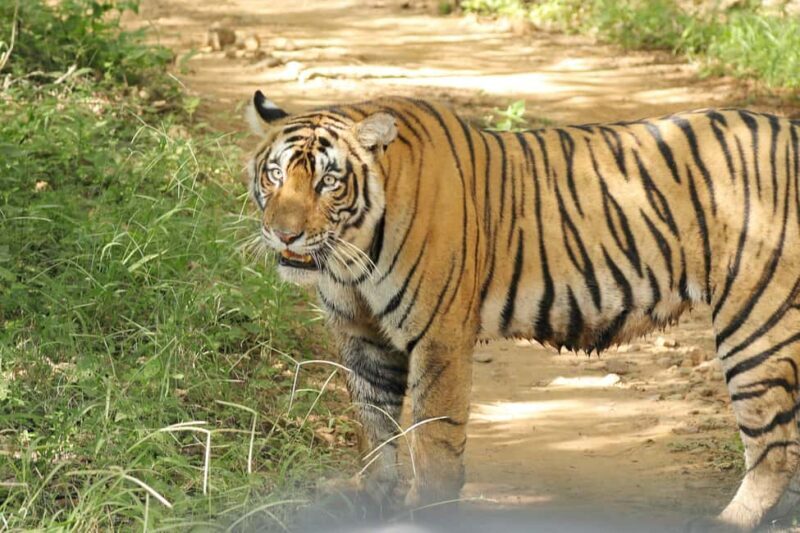 From Jaipur: Ranthambore National Park Day Trip with Safari - FAQs