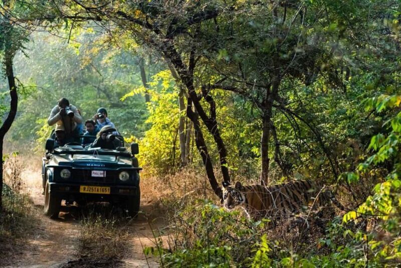 From Jaipur: Ranthambore National Park Safari with Transfers - Key Points