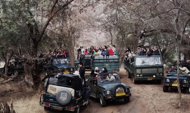 From Jaipur: Ranthambore National Park Safari with Transfers - What’s Included and How It Works