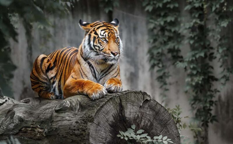 From Jaipur: Ranthambore National Park Safari with Transfers - What to Bring and Considerations