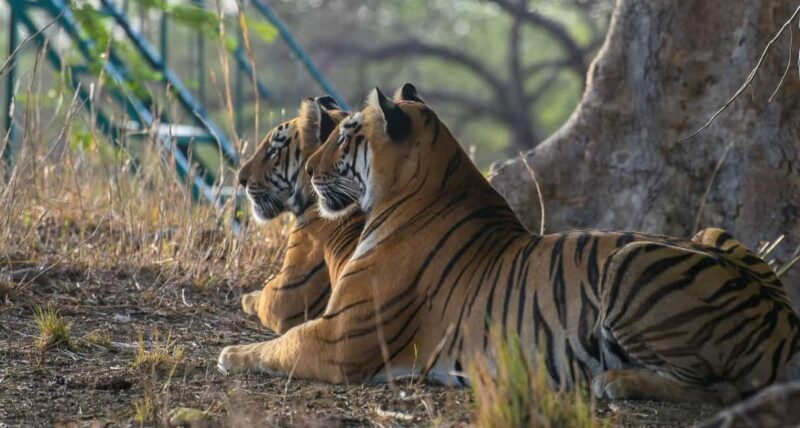 From Jaipur: Ranthambore National Park Safari with Transfers - FAQ