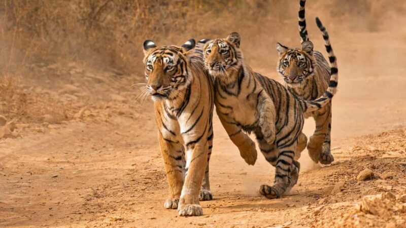 From Jaipur: Ranthambore National Park Safari with Transfers - FAQ