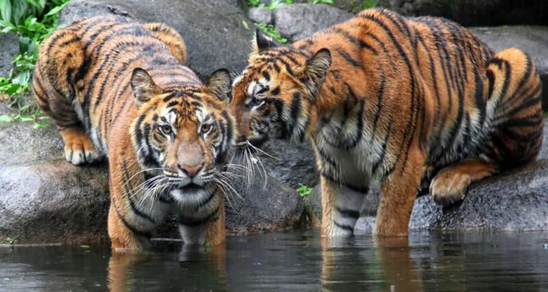 From Jaipur: Ranthambore Private Day Trip with Tiger Safari - The Itinerary and What to Expect