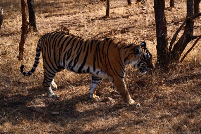From Jaipur: Ranthambore Private Day Trip with Tiger Safari - Considerations and Potential Drawbacks