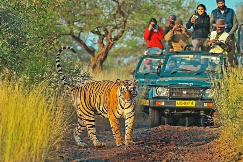 From Jaipur: Ranthambore Tiger National Park Tour (02 Days) - Authentic Encounters and Practical Tips