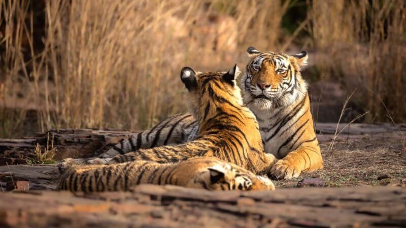 From Jaipur: Ranthambore Tiger National Park Tour (02 Days) - The Downsides and Considerations