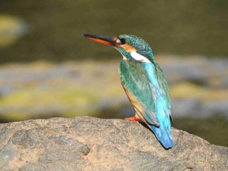 From Jaipur: Ranthambore Tiger National Park Tour (02 Days) - Final Thoughts