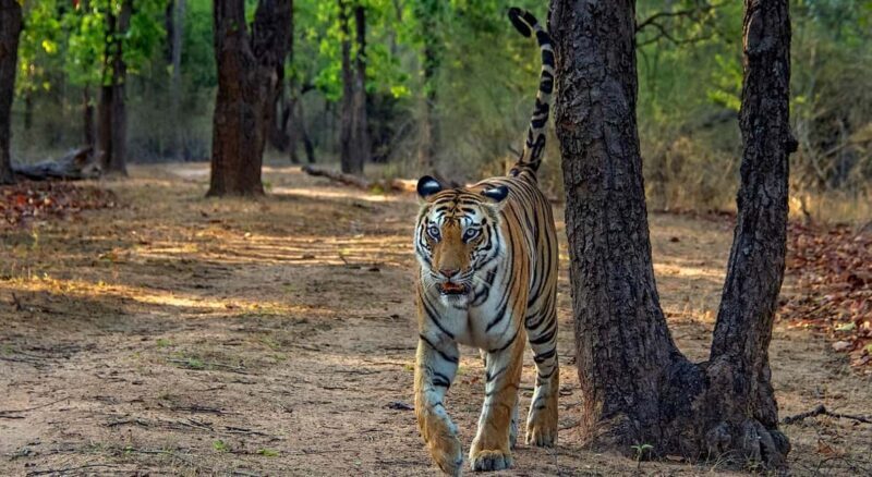 From Jaipur: Ranthambore Tiger Safari Day Trip with Transfer - What Reviewers Say