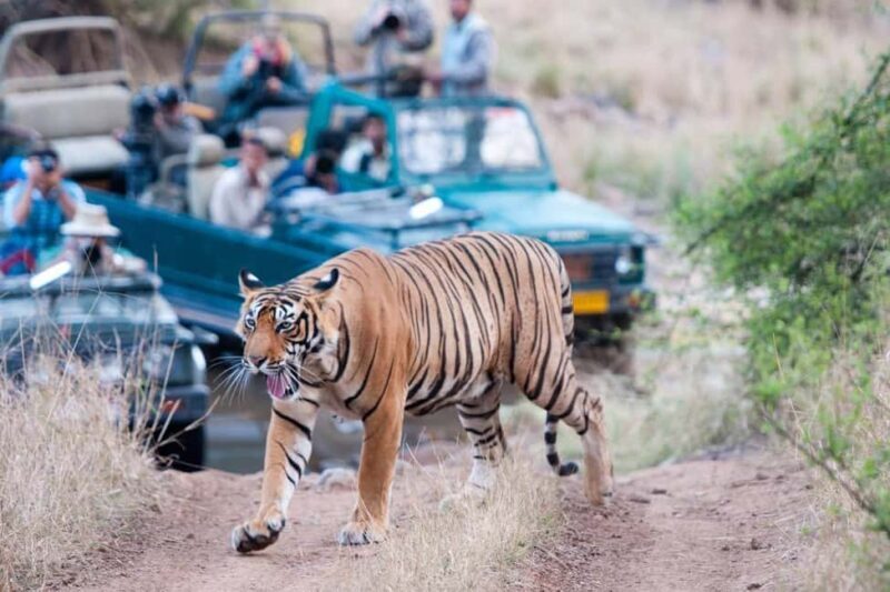 From Jaipur: Ranthambore Tiger Safari Day Trip with Transfer - FAQ