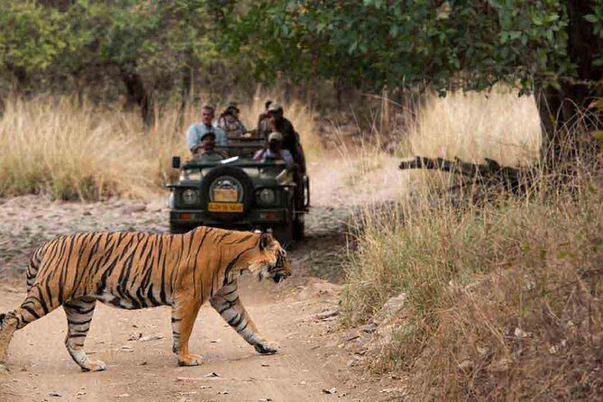 From Jaipur: Ranthambore Tiger Safari Private Day Tour - An In-Depth Look at the Ranthambore Safari Experience