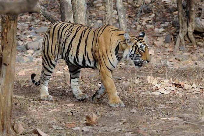 From Jaipur: Ranthambore Tiger Safari Private Day Tour - Final Thoughts: Is This Tour Worth It?