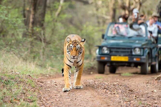 From Jaipur: Ranthambore Tiger Safari Same Day Trip - The Journey Begins: Pickup and Drive from Jaipur