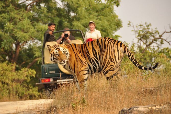 From Jaipur: Ranthambore Tiger Safari Same Day Trip - Return to Jaipur and Optional Dinner