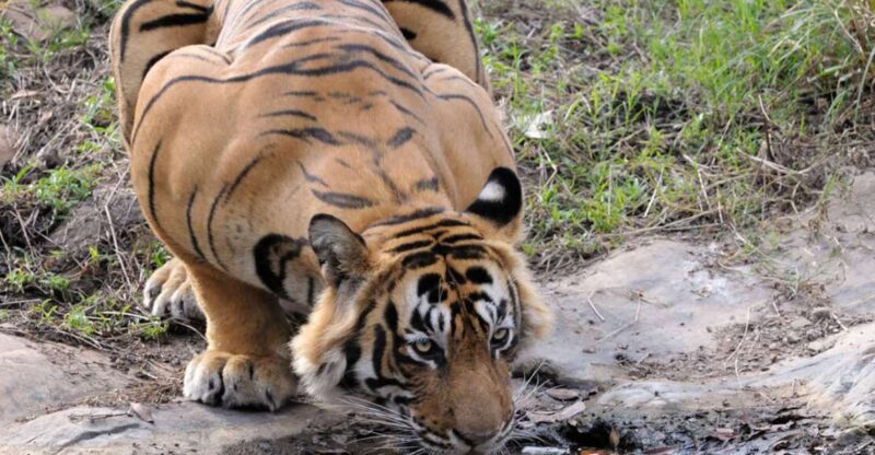 From Jaipur: Ranthambore Tour with Cab - How the Experience Is Structured