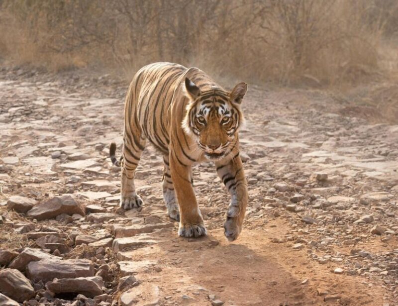 From Jaipur: Ranthambore Tour with Cab - FAQ