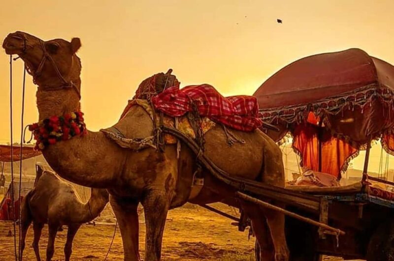 From Jaipur : Same Day Pushkar & Ajmer Guided Day Tour - Key Points